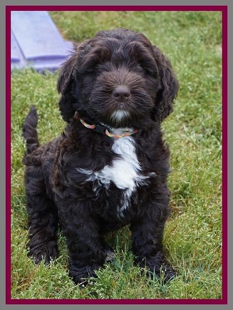 London Trace pups 7 wks old 371