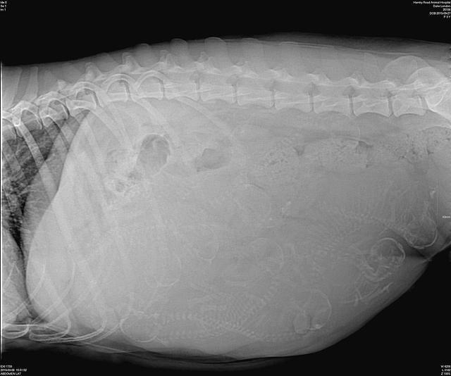 London Trace xray preg 2