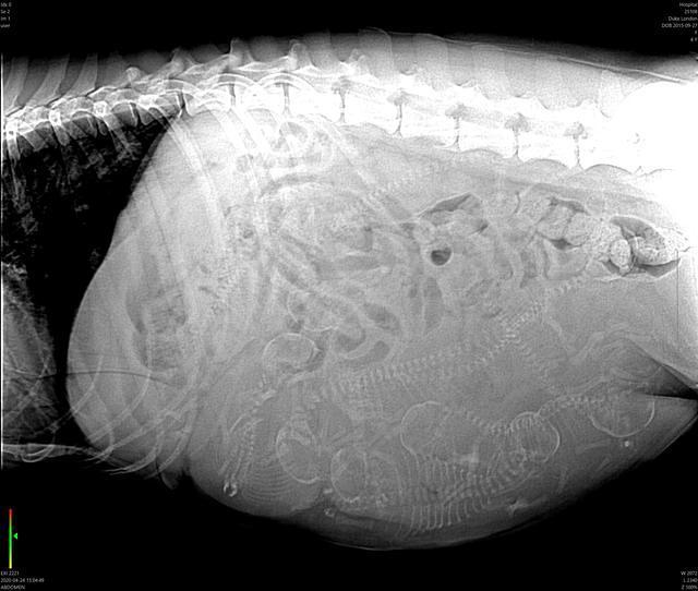 25108 London Duke 04-24-2020 15 04 49 2-1