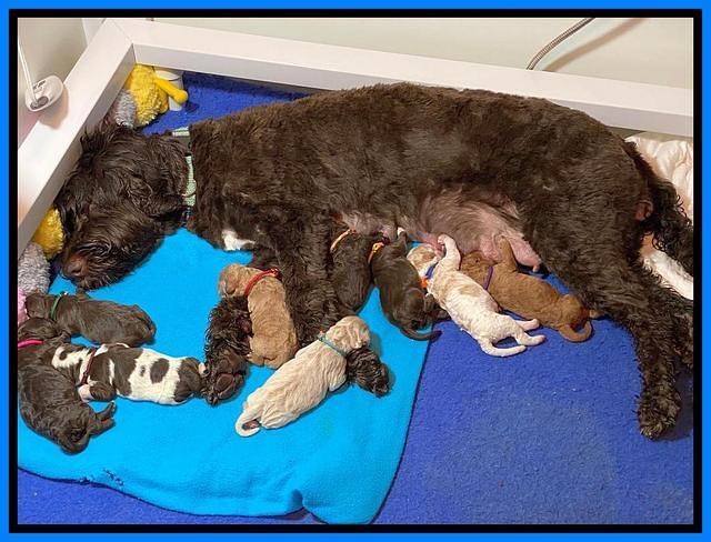 London Tucker Newborn group photos 11