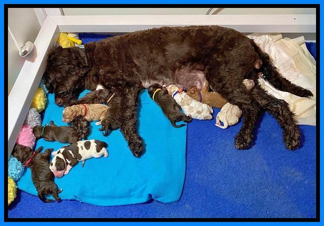 London Tucker Newborn group photos 21