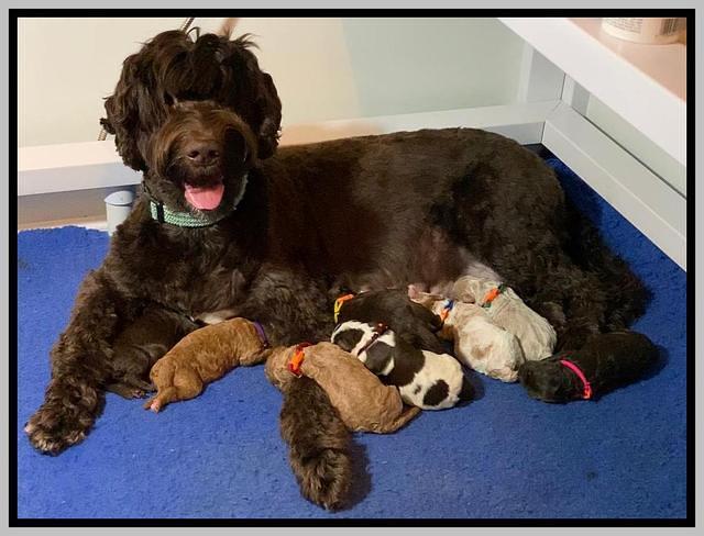London Tucker Newborn puppies 101