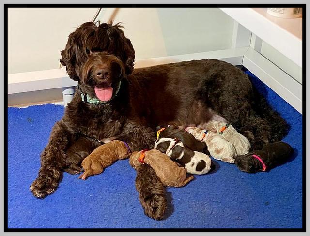 London Tucker Newborn puppies 111