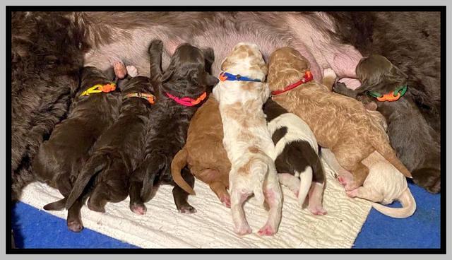 London Tucker Newborn puppies 331