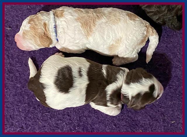 London Tucker pups 1 wk old 161