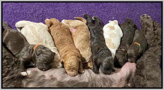London Tucker pups 1 wk old 171