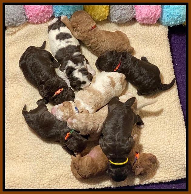 London Tucker pups 1 wk old 191