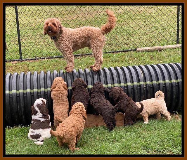 London Tucker pups 6 wk old 351