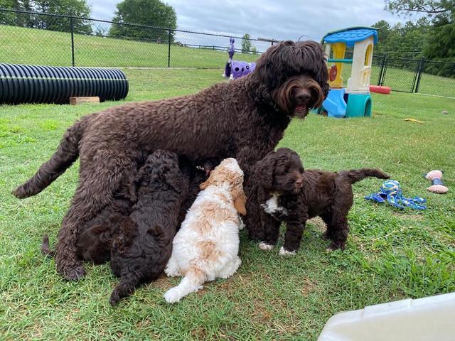 London Tucker pups 7 wks old 431