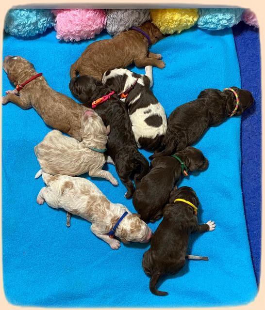 London and Tucker newborn 8