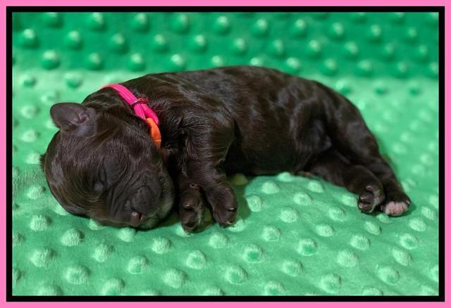 London Tucker Newborn puppies 131