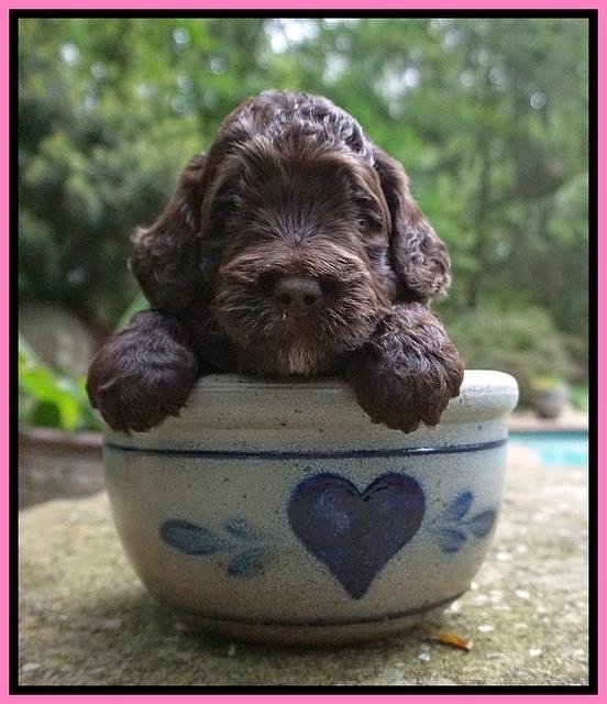 London Tucker pups 3 wk old 11