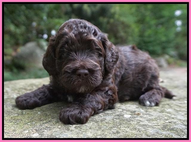London Tucker pups 3 wk old 21