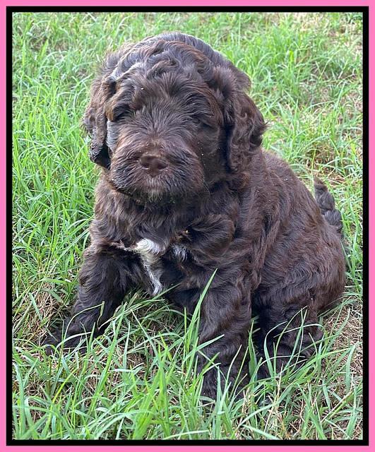 London Tucker pups 4 wk old 21