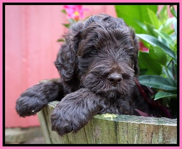 London Tucker pups 4 wk old 31