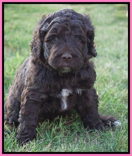 London Tucker pups 5 wk old 11