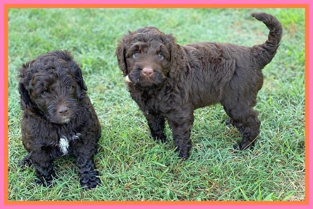 London Tucker pups 5 wk old 181