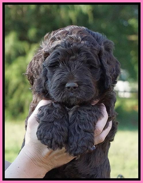 London Tucker pups 5 wk old 21