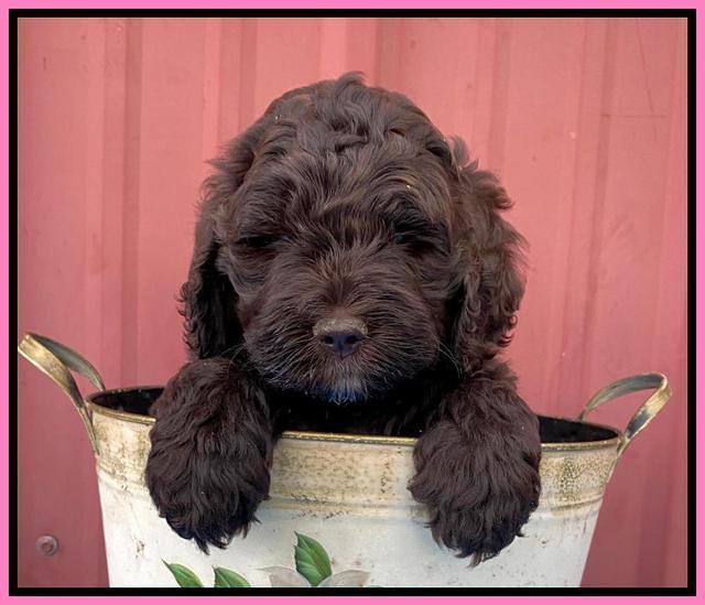 London Tucker pups 6 wk old 11