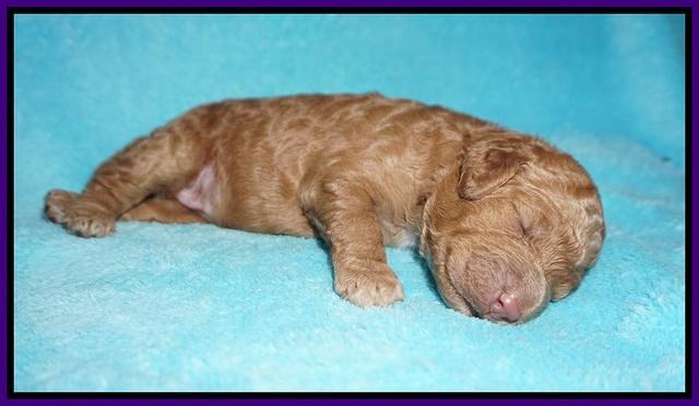 London Tucker pups 1 wk old 31