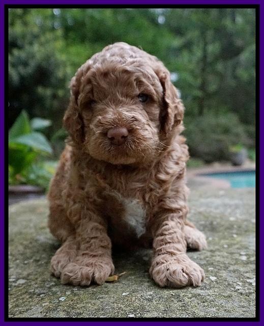 London Tucker pups 3 wk old 41