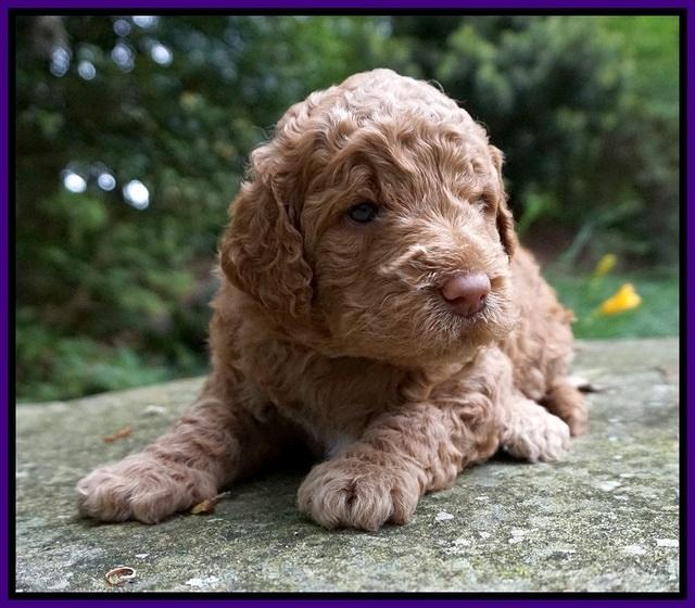 London Tucker pups 3 wk old 51