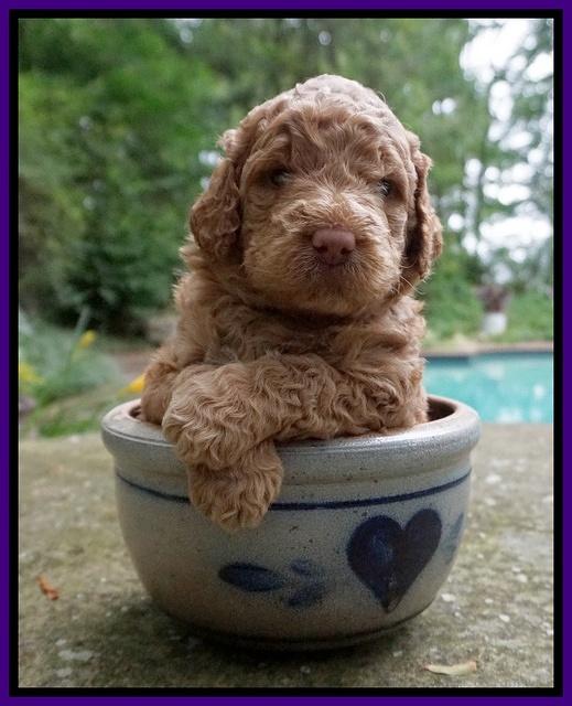 London Tucker pups 3 wk old 61