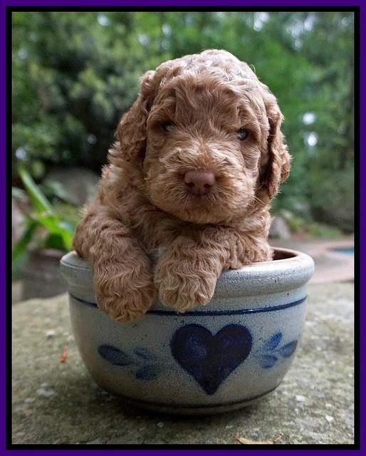 London Tucker pups 3 wk old 71