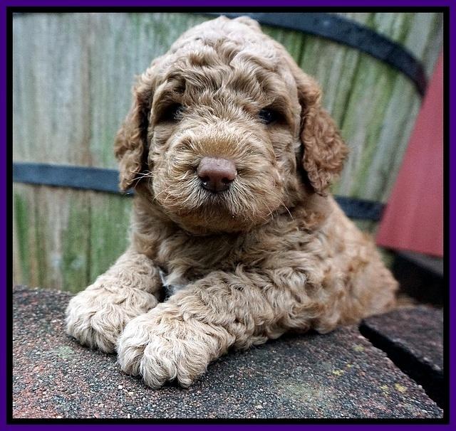 London Tucker pups 4 wk old 41