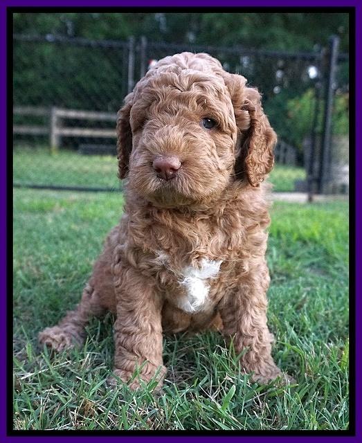 London Tucker pups 5 wk old 41