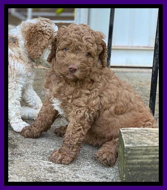 London Tucker pups 5 wk old 51