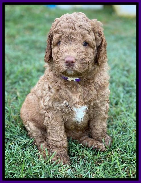 London Tucker pups 5 wk old 61