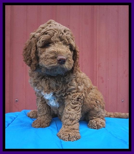 London Tucker pups 6 wk old 61