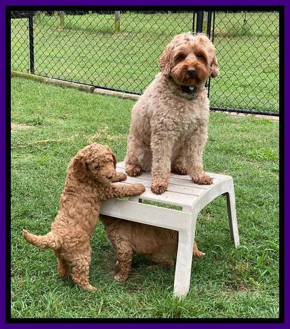 London Tucker pups 6 wk old 81