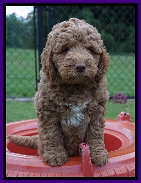 London Tucker pups 7 wks old 61