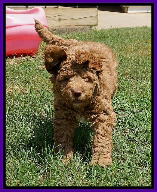 London Tucker pups 7 wks old 71