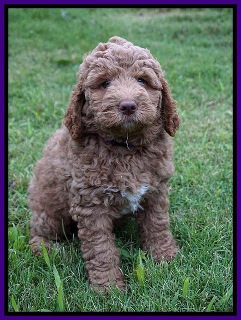 London Tucker pups 7 wks old 81