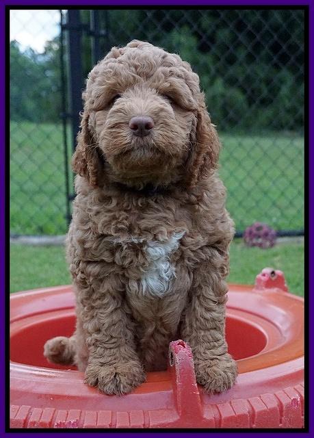 London Tucker pups 7 wks old 91