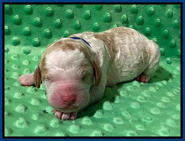 London Tucker Newborn puppies 181
