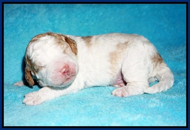 London Tucker pups 1 wk old 51