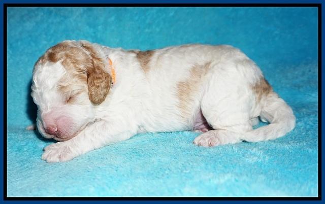 London Tucker pups 1 wk old 61