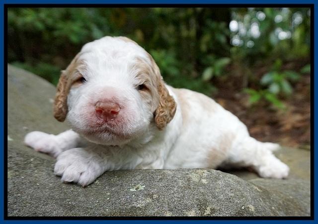 London Tucker pups 2 wk old 71