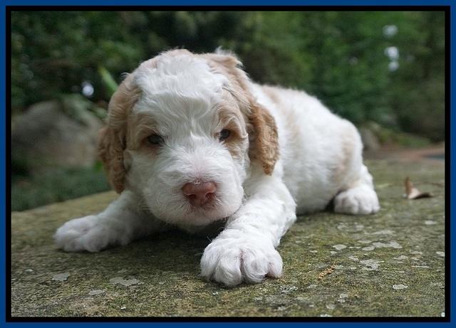 London Tucker pups 3 wk old 101