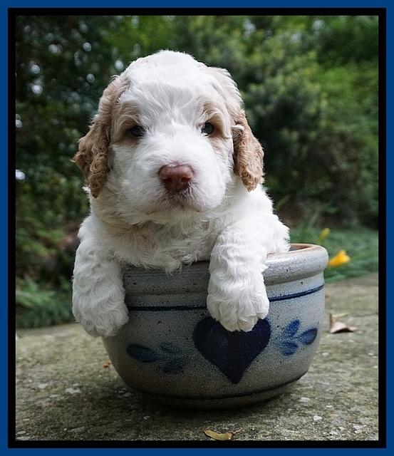 London Tucker pups 3 wk old 81
