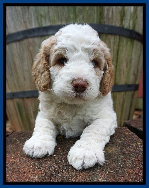 London Tucker pups 4 wk old 81
