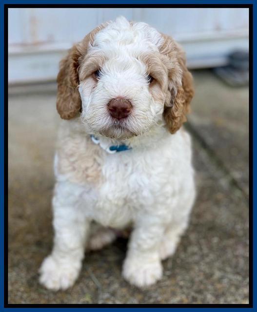 London Tucker pups 5 wk old 121