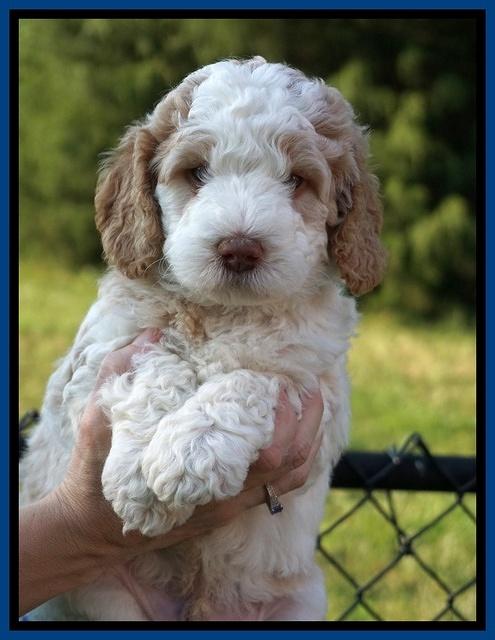 London Tucker pups 5 wk old 131