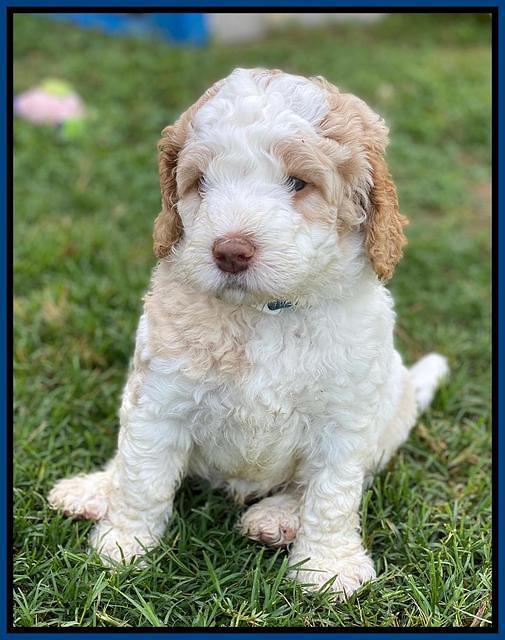 London Tucker pups 5 wk old 141