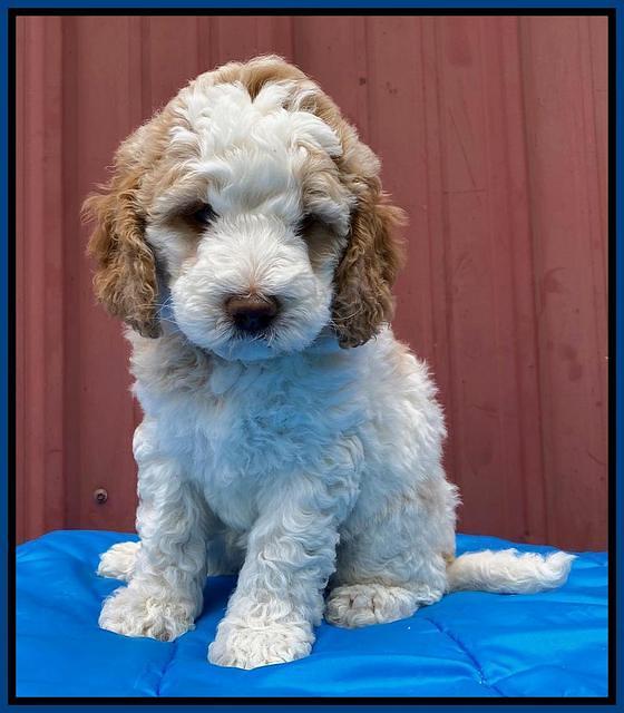 London Tucker pups 6 wk old 111