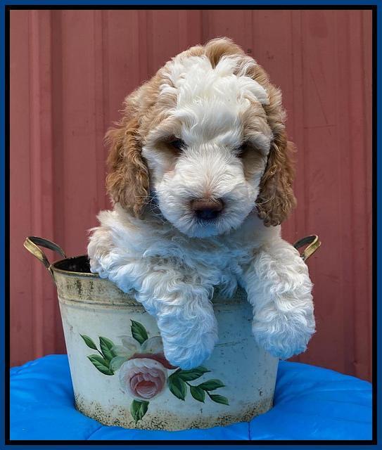 London Tucker pups 6 wk old 121